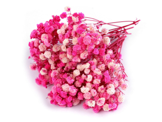 Sušený nevěstin závoj - růžový